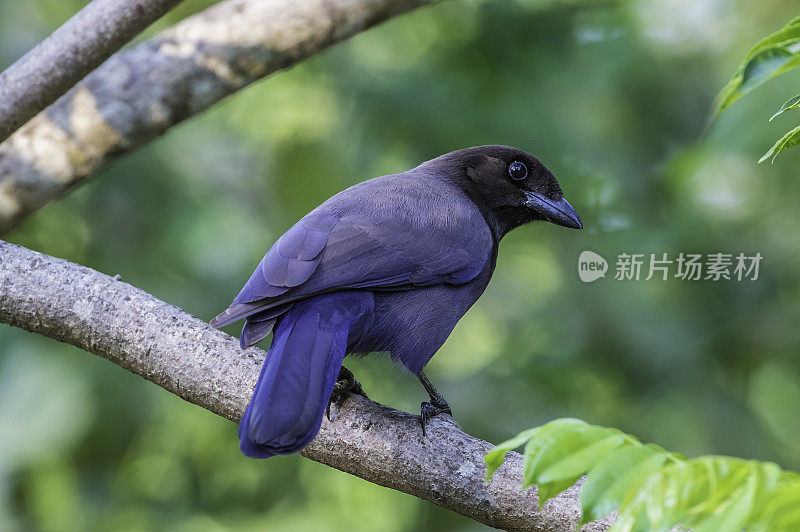 紫冠松鸦(Cyanocorax cyanomelas)是一种在巴西潘塔纳尔发现的鸦科鸟类。